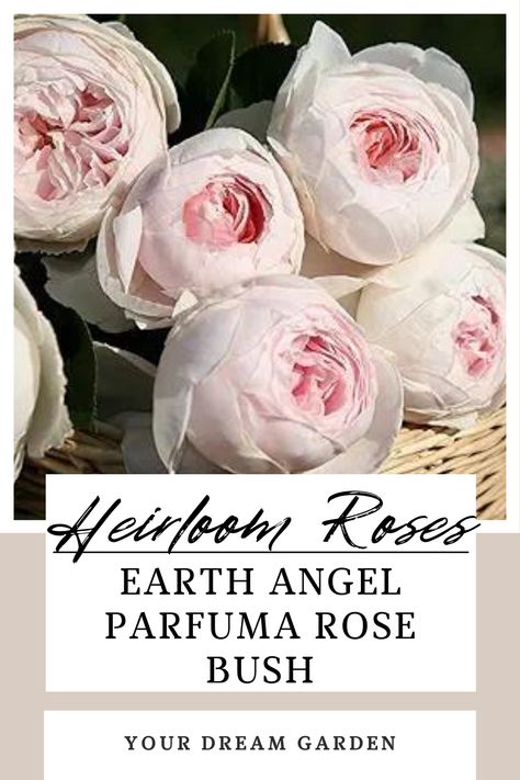 Heirloom Roses Earth Angel Parfuma Rose Bush Very Fragrant Blush Pink Flowers | Peony Shaped Blooms Nature, Parfuma Earth Angel Rose, Earth Angel Rose, Garden Strawberries, Fairy Rose, Blush Pink Flowers, Flowers Peony, Rose Plant, Strawberry Garden