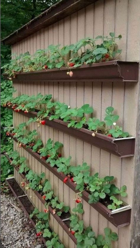 Diy Raised Garden Bed, Garden Shed Diy, Taman Diy, Gutter Garden, Raised Garden Bed Plans, Building Raised Garden Beds, نباتات منزلية, Small Vegetable Gardens, Strawberry Garden