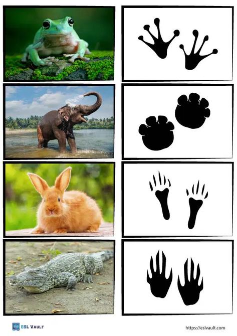 Animal Footprints Printable Free, Animal Footprints Activities, Animal Tracks Printable Free, Animal Footprints Printable, Animals Footprints, Zoo Activities Preschool, South African Animals, Zoo Activities, Animal Footprints