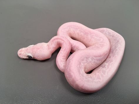 Bamboo Ghi Mojave - Morph List - World of Ball Pythons Ball Pythons Morphs, Pretty Reptiles, Dream Snake, Python Morphs, Python Regius, Pretty Snakes, Beautiful Ball, Ball Python Morphs, Ball Pythons