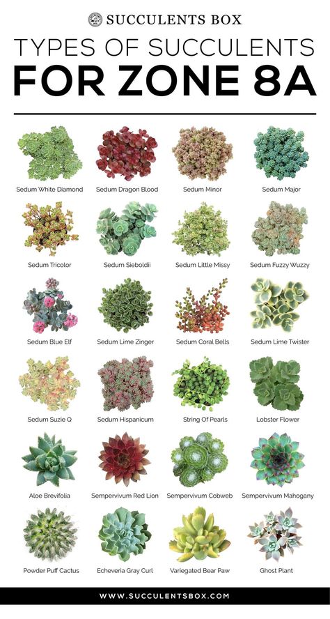 CHOOSING SUCCULENTS FOR ZONE 7 & 8 - TEXAS, GEORGIA, VIRGINIA AND NORT - Succulents Box Zone 8 Planting Schedule, Zone 8 Plants, Tanaman Sukulen, Types Of Succulents Plants, Kaktus Dan Sukulen, Tanaman Indoor, Zone 7, Succulent Garden Design, Gardening Zones