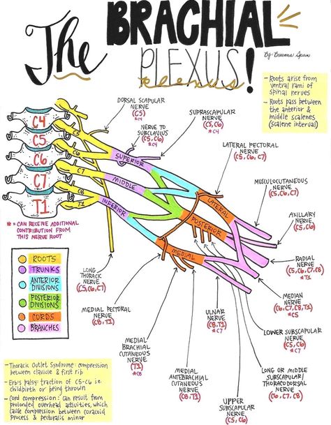 Nerve Drawings // The Brachial Plexus and its Course through the Upper Extremity — Breanna Spain Blog Nerves Of Upper Limb, Brachial Plexus Mnemonics, Plexus Brachialis, Neuro Physiotherapy, Lumbar Plexus, Nerve Anatomy, Pt School, Brachial Plexus, Physical Therapy School