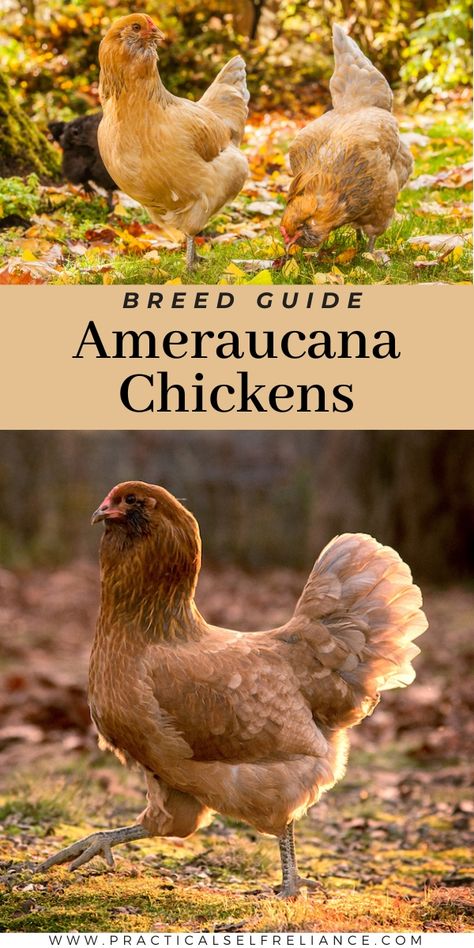 Ameraucana Chicken Colors, Amercauna Chickens, Ameracauna Chicken, Americauna Chickens, Ameraucana Rooster, Maran Chickens, Duck Pen, Chicken Math, Chicken Egg Colors