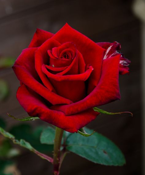 Rose Reference, Rose Flower Pictures, Mother Love, Belle Rose, Beautiful Red Roses, Rose Images, Red Rose Flower, Purple Rose, Rose Photography