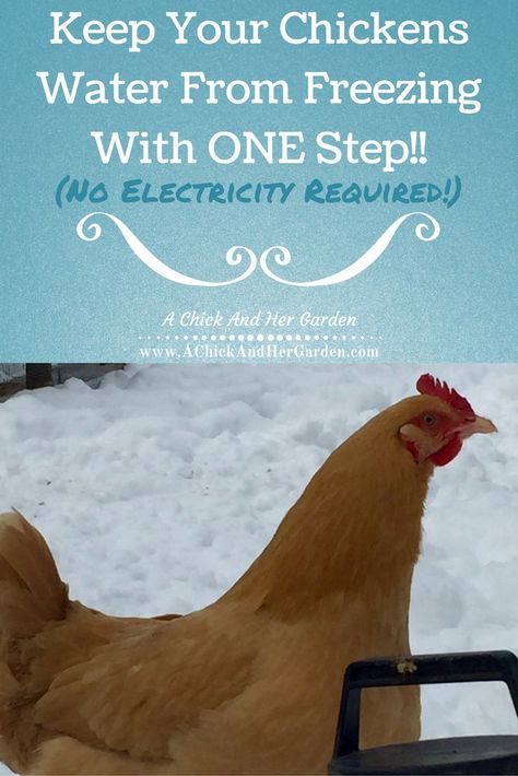 Try this ONE step to keep your hens water from freezing this winter! (No electricity required!!) Front Garden Landscaping Ideas, Front Garden Landscaping, Homestead Animals, Chickens In The Winter, Chicken Farmer, Chicken Waterer, Garden Landscaping Ideas, Chicken Keeping, Backyard Chicken Farming