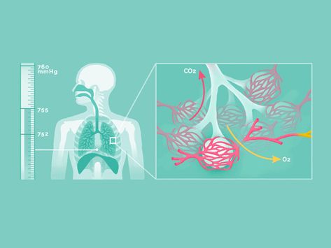 Biology Lessons, Medicine Animation, Cell Animation, Human Body Projects, Science Infographics, مشروعات العلوم, Medical Student Study, Biology Art, Data Visualization Design