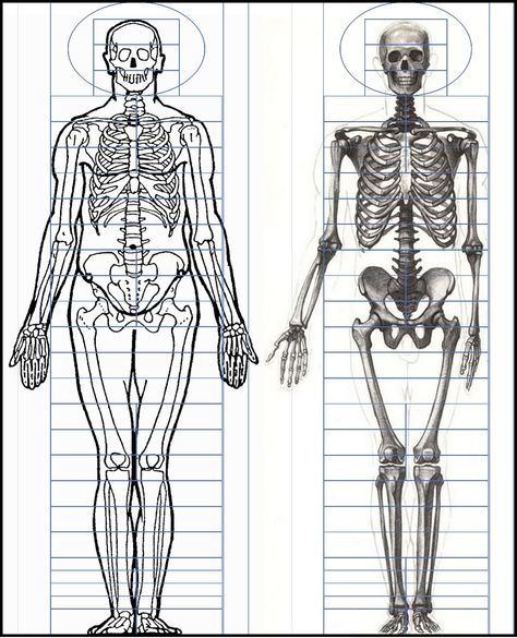 Skeleton Comparison. Eugene Wolff and Gottfried Bammes. Side By Side. Head Divsion grid in thirds.  #Skeleton #FigureDrawing #IdealProportions #ArtTutorial #Proportions Skeleton Proportions, Gottfried Bammes, Human Body Proportions, Human Proportions, Body Skeleton, Human Skeleton Anatomy, Modelling Tips, Skeleton Anatomy, Life Drawing Reference