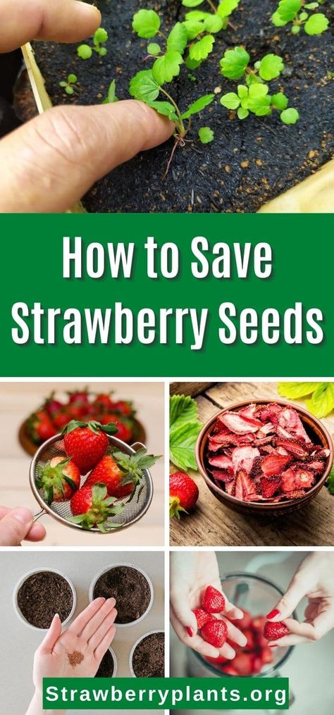 Preserving Seeds For Planting, Harvest Strawberry Seeds, Strawberry Seeds Planting, Replanting Strawberries, Growing Strawberries From Seed, Grow Strawberries From Scraps, Propagate Strawberries, When To Plant Strawberries, Strawberry Seedlings