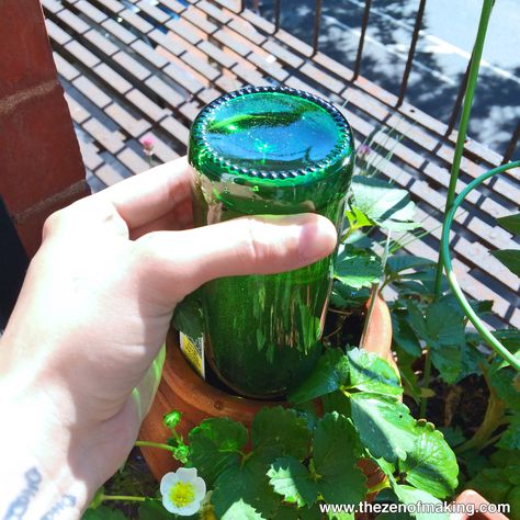 Tutorial: Beer Bottle Watering Globe for Houseplants and Container Gardens Diy Beer Bottle, Beer Bottle Diy, Plant Nanny, Plants In Bottles, Diy Beer, Water Globes, Bottle Garden, Recycled Bottle, Houseplants Indoor