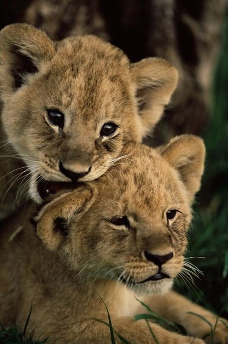 Powerful big cat family #lion #lioncub #younglion #kingofthejungle Big Cat Family, Haiwan Comel, Anak Haiwan, Lion Love, Haiwan Lucu, Lion Cub, Baby Lion, Haiwan Peliharaan, Cat Family