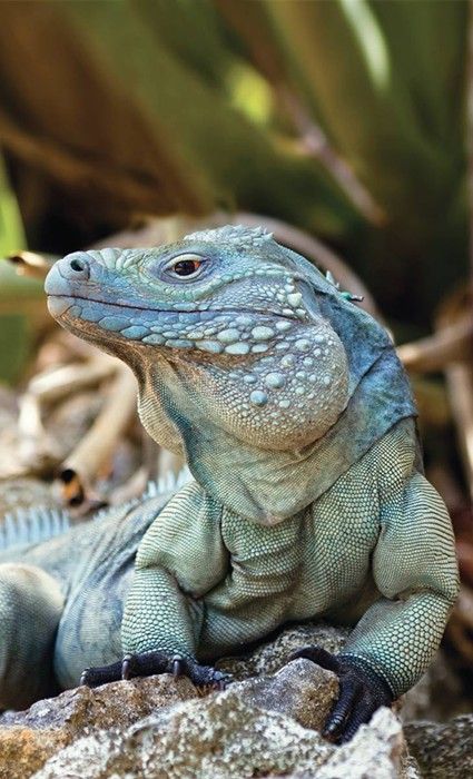Grand Cayman Blue Iguana | Photo Credit: Fred Burton | Check out our website for more awesome reptile facts! | #cayman #iguana #reptiles #wildlife Iguanas, Iguana Photography, Colorful Reptiles, Gecko Photography, Lizard Photography, Reptile Photography, Blue Iguana, Regard Animal, Handsome Devil