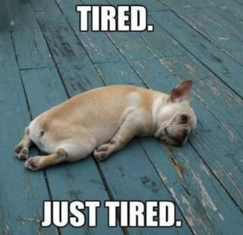 Tired Funny, French Bulldog Funny, Just Tired, Very Tired, Body Builder, Cute Memes, Crazy People, Dog Memes, Good Mood