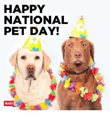 National Pet Day 2024, National Pet Day Quotes, Quotes About Pets, Funny Pet Memes, Pet Quotes, Love Your Pet Day, National Dog Day, National Pet Day, Relationship Topics