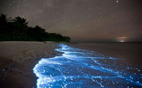 Bioluminescence off Vancouver Island. Bioluminescent Bay, Sea Of Stars, Exotic Beaches, Phu Quoc, Beaches In The World, Natural Phenomena, Incredible Places, Antelope Canyon, Natural Wonders