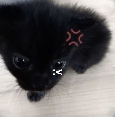 People can get real catty when it comes to animals close to their food. Black Kitty Pfp, Blck Icons, Foto Cartoon, Black Cat Aesthetic, Stray Cats, Animal Icon, Cute Rats, 흑백 그림, Silly Cats Pictures