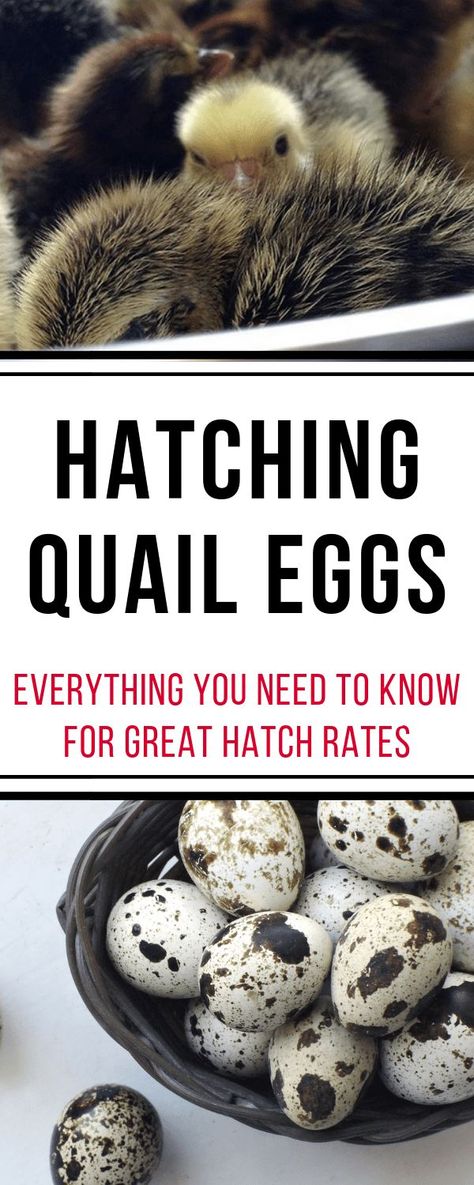 Water Glass Quail Eggs, Quail Incubation Chart, Quail Brooder Ideas, What To Do With Quail Eggs, Hatching Quail Eggs, Incubating Quail Eggs, Quail Incubator, Button Quails, Quail Brooder