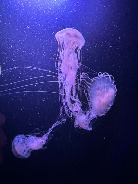 #aquarium #jellyfish #purple #aesthetic Purple Octopus Aesthetic, Purple Jellyfish Aesthetic, Purple Jellyfish Wallpaper, Jellyfish Theme, Jellyfish Purple, Purple Ballgown, 19 Aesthetic, Aquarium Jellyfish, Jellyfish Pictures