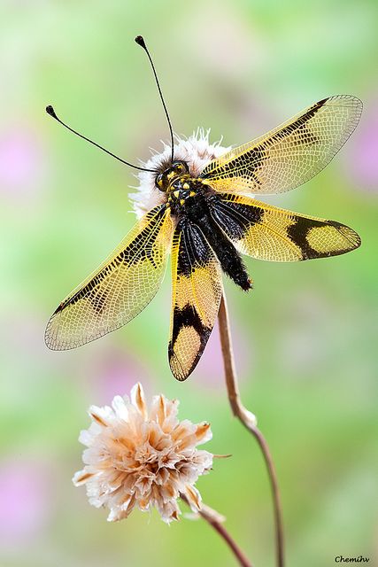 #Owlfly #insect Dragonfly Photos, Bulging Eyes, Cool Insects, Damselflies, Cool Bugs, Flying Insects, Beautiful Bugs, Arthropods, Creepy Crawlies