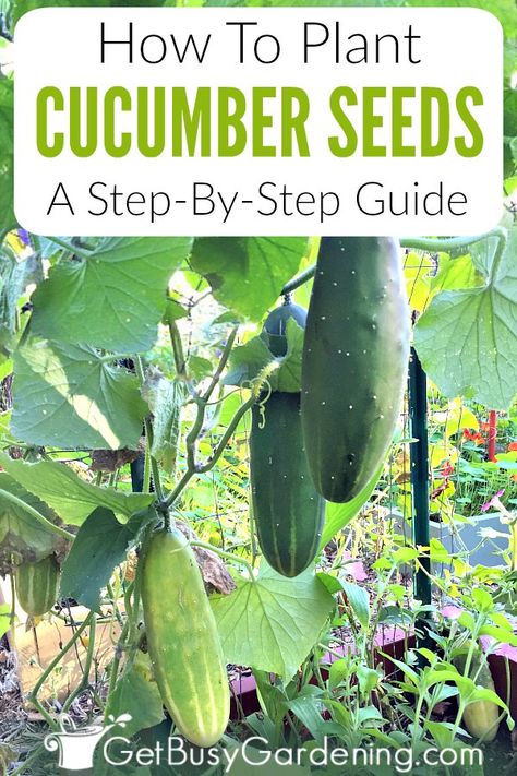 How To Grow Cucumbers, Easiest Vegetables To Grow, Grow Cucumbers, Cucumber Gardening, Grow From Seed, Vegetables To Grow, Cucumber Plant, Easy Vegetables To Grow, Cucumber Seeds