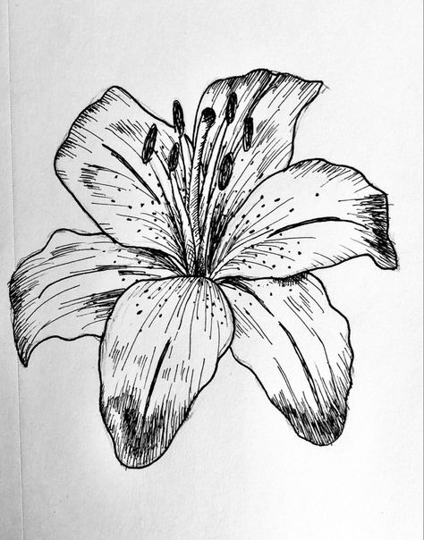 Pen lily drawing | Lilies drawing, Flower sketches, Flower sketch pencil Lily Drawing, Realistic Flower Drawing, Lilies Drawing, Flower Sketch, Flower Line Drawings, Pen Art Drawings, Flower Art Drawing, Flower Sketches, Floral Drawing