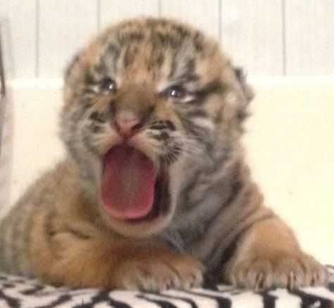 I Like Them Big I Like Them Chunky, Tiger Pfp, Silly Tiger, Tiger Oc, Tiger Pics, Tiger Funny, Tiger Cute, Cute Tiger Cubs, Chunky Cat