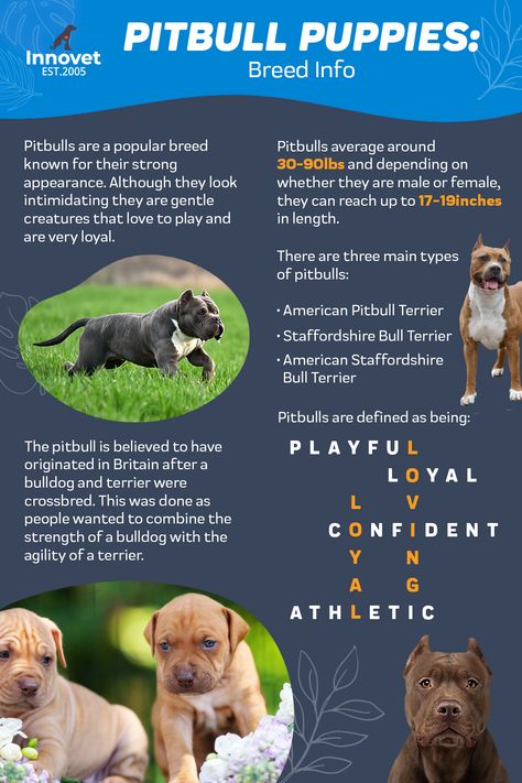 Today lets take a look at one of the most misunderstood dog breeds, the Pitbull ð¾ This pup gets a lot of bad press for having an aggressive appearance but in reality, they are just a gentle giant ð¶ð Swipe to learn some interesting facts about them ð¡ American Staffordshire Bull Terrier, Pitbull Facts, Cute Pitbulls, Pitbull Dog Breed, Some Interesting Facts, Dog Diy, Pet Tips, Birthday Dog, American Pitbull