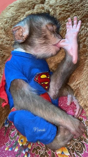 Monkey Memes Humor, Baby Pet Monkey, Very Funny Pictures Hilarious, Pictures Of Monkeys, Albino Monkey, Monkey With Glasses, Monkey Sleeping, Sleepy Monkey, Monkey Pet