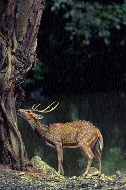 Beautiful Spotted Deer Mule Deer, Manx, Golden Green, Oh Deer, A Deer, Animal Pics, Woodland Creatures, Animal Planet, Enchanted Forest