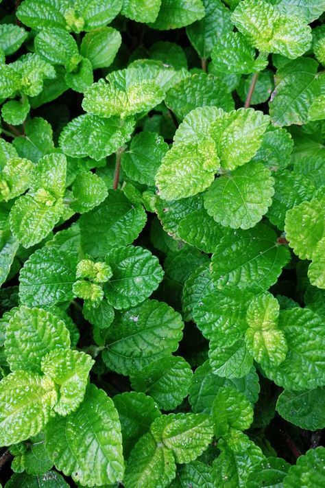 Peppermint Herb, Pinterest Plant, Kebun Herbal, Peppermint Plants, Daffodil Bulbs, Mint Plants, Digestive Issues, Perennial Herbs, Peppermint Tea