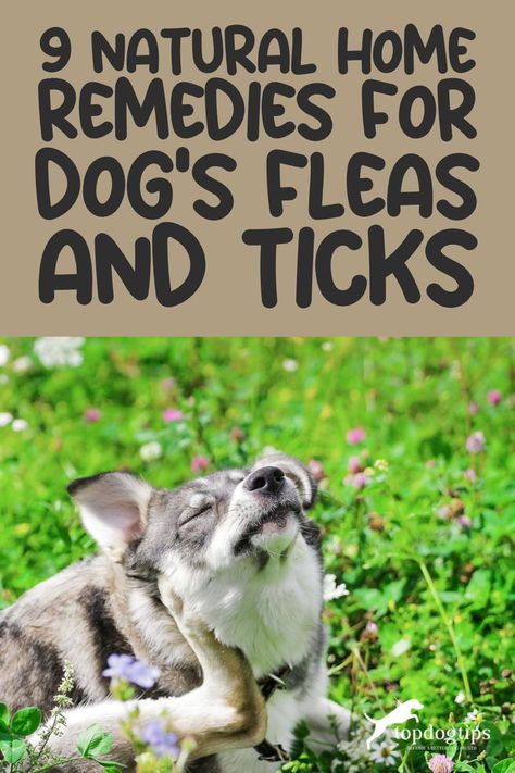 Pawsitively Pest-Free: Best Home Remedies for Dog Fleas and Ticks 🏠🦴 Tick Repellent For Dogs, Tick Spray For Dogs, Recipes For Dogs, Home Remedies For Fleas, Flea Remedies, Ticks On Dogs, Flea Repellent, Flea And Tick Spray, Tick Repellent