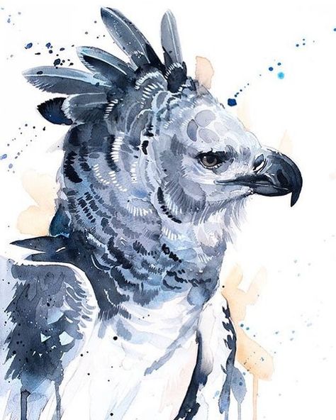 Croquis, Eagle Watercolor, Witcher Wallpaper, Harpy Eagle, Illustration Bird, Eagle Drawing, Eagle Painting, Bird Home, Eagle Art