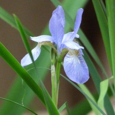 Differentiating Iris Flowers: Learn About Flag Irises vs. Siberian Irises - There are numerous varieties of iris out there, and many people wonder how to tell the difference between flag iris and Siberian iris, two common types of iris plants. Click on this article to learn more about differentiating these flowers. Iris Care, Iris Varieties, Blue Flag Iris, Growing Irises, Easiest Flowers To Grow, Iris Gardens, Siberian Iris, Zucchini Blossoms, Earthly Delights