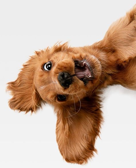 Funny Dog Pictures, Drawing Tutorials, Dog Foto, Animal Photoshoot, Dog Portraits Art, Dog Wellness, Dog Photoshoot, 강아지 그림, Cute Dog Photos