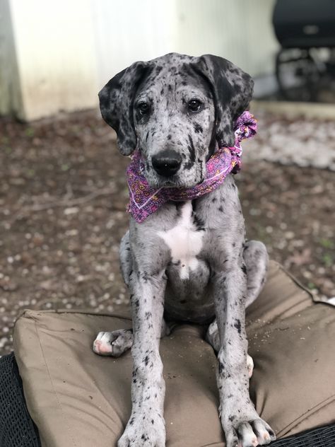 Merle Great Dane Puppy Great Dane Puppy Aesthetic, Merle Great Dane Puppy, Merle Dogs, Blue Merle Great Dane, Merle Great Danes, Great Dane Mastiff, Boxer Mix Puppies, Dane Puppies, Great Dane Puppy