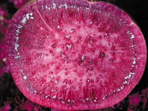 Beni Imo - a purple sweet potato. Many kinds of processed food use beni imo, such as Japanese-style and Western-style sweets and ice cream. Okinawa, Beni Imo, Purple Sweet Potato, Purple Sweet Potatoes, Artisan Bread, Dragon Fruit, Processed Food, Japanese Style, Western Style