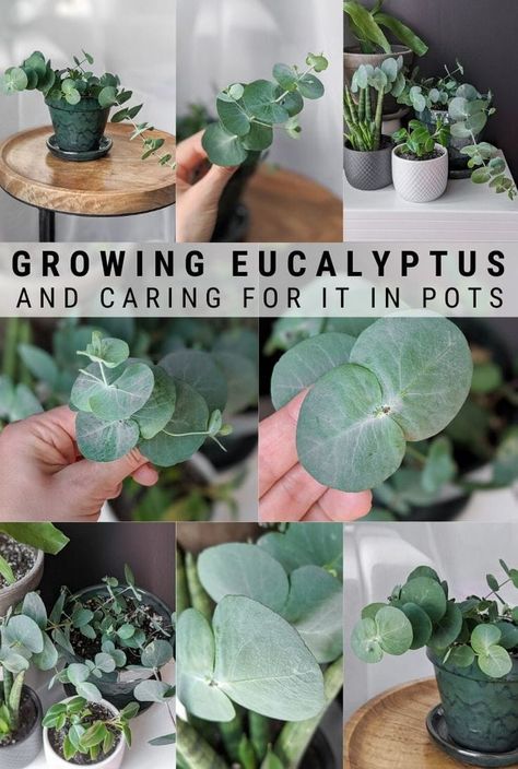 Growing Eucalyptus In A Pot, How To Grow Eucalyptus Plants, How To Grow Eucalyptus Indoors, Eucalyptus Houseplant, How To Grow Plants At Home, Eucalyptus Plant Care, Growing Flowers Indoors, Growing Eucalyptus, Calming Plants