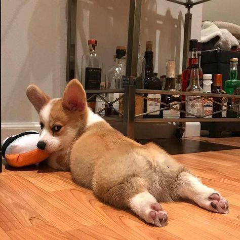 Pembroke Welsh Corgi, Baby Corgi, Cute Corgi Puppy, Puppy Images, Corgi Funny, Corgi Butts, Corgi Puppy, Cute Corgi, Corgi Dog