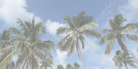 Palm Trees, Trees, Summer Twitter Header, Cover Photo Twitter, Twitter Header, Cover Photo, Twitter, Pins