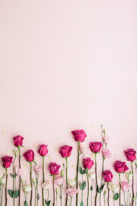 Pink roses on a pink background by Ruth Black for Stocksy United Corak Bunga, نباتات منزلية, Flower Background Wallpaper, Trendy Flowers, Flower Phone Wallpaper, Rose Wallpaper, Alam Semula Jadi, Birthday Flowers, Cellphone Wallpaper