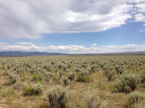 Steppe- sparse, dry, treeless grassland Regional, Inspiring Art, Nature, Road Trip Film, Desert Plains, Christmas Valley, Great Basin, Western Landscape, Rainbow Painting