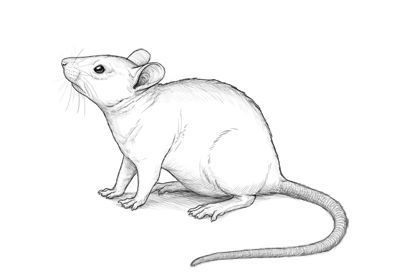 In this tutorial I will show you how to draw a mouse step by step. Some people are afraid of mice, while others like to keep them as pets. Personally, I think they're very cute, intelligent... Rat Drawings Simple, Rattus Rattus, Mouse Sketch, Mouse Drawing, A Rat, Pet Rats, Arte Inspo, 문신 디자인, Cute Mouse