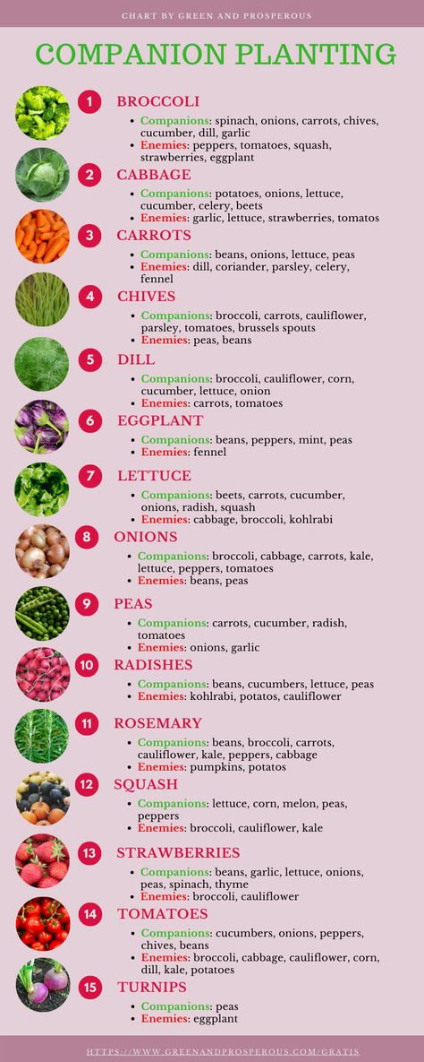 Veggies To Plant In Spring, Vegetable Garden Companion Layout, Must Have Vegetables In Garden, Vegetable Garden What To Plant Together, How To Plant Your Vegetable Garden, Vegetable Plants That Grow Well Together, Diy Container Garden Ideas, Veggie Planting Guide, Veggie Garden Companion Planting