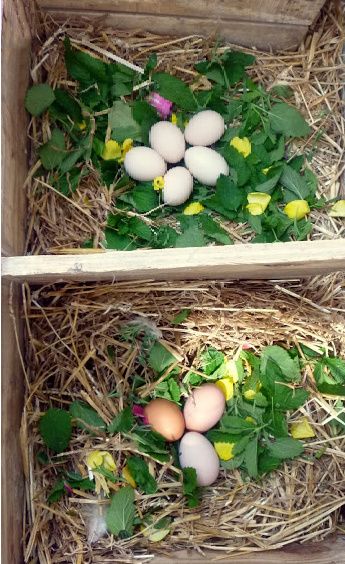 Cute Chicken Nesting Boxes, Herbs To Give Chickens, Herbs For Chicken Nesting Boxes, Herb Garden For Chickens, Nest For Chickens, Diy Chicken Nesting Boxes Ideas, Diy Hen Nesting Boxes, What To Put In Chicken Nesting Boxes, Chicken Nest Boxes Ideas