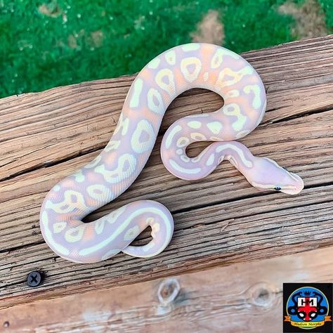 Pastel, Ball Python Colors, Ball Python Pet, Baby Ball Python, Dream Snake, Pretty Snakes, Colorful Snakes, Purple Snake, Ball Python Morphs