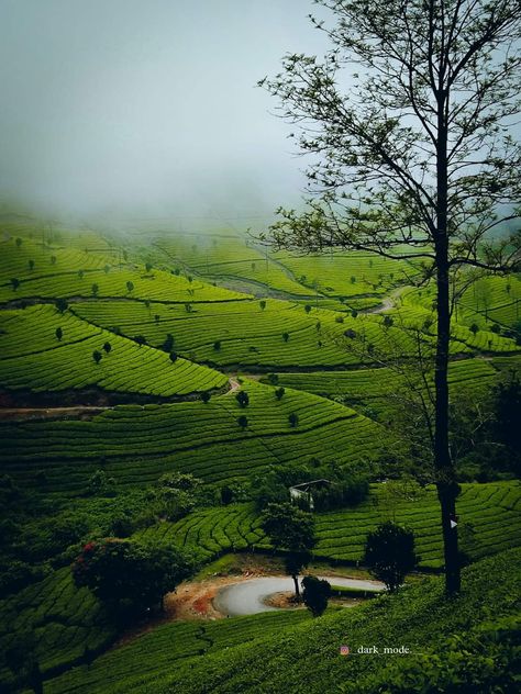 Munnar travel plan Nature, Munnar Photography Kerala, Kerala Tour, Kerala Travel, Real Estate Marketing Design, Tea Estate, Family Package, Kerala Tourism, Western Ghats