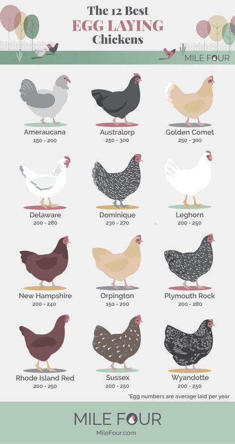 Types Of Egg Laying Chickens, Green Egg Laying Chickens, Breeds Of Chickens And Eggs, Chicken Egg Laying Chart, Chicken Coop Food Dispenser, Chicken Egg Laying Boxes, Laying Hens For Beginners, Egg Laying Chickens Breeds, Nurture Right 360 Incubator