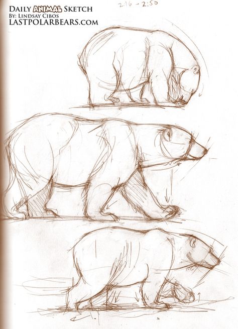 Mama Bear Sketches... would want a black/brown bear instead of a polar bear. Bear Sketches, Sketches Unique, Bears Tattoo, Bear Sketch, Pencil Drawings Of Animals, Bear Drawing, Bear Tattoo, Animal Study, Unique Drawings
