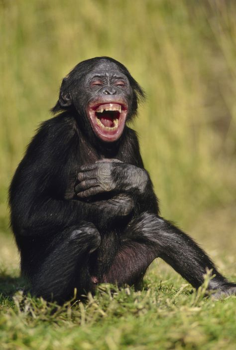 Funny Monkey Pictures, Regard Animal, Laughing Animals, Smiling Animals, Koci Humor, Monkey Pictures, Monkeys Funny, 웃긴 사진, صور مضحكة
