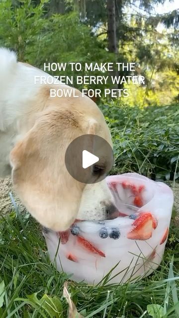 Tara Rondinelli on Instagram: "Here are the instructions for the popular ice water bowl! I originally showed it with my chickens, but my dog loves it too! Have questions, please let me know 🐶 

Tag someone that’s crazy about their pet!

#dogsofinstagram #crazychickenlady #beaglesofinstagram #lemonbeagle #crazydogmom #cutepuppy #summeractivities" Berry Water, Lemon Beagle, Fruits For Dogs, Strawberries And Blueberries, Pet Water Bowl, Ice Bowl, Cat Snacks, Doggie Treats, Frozen Dog