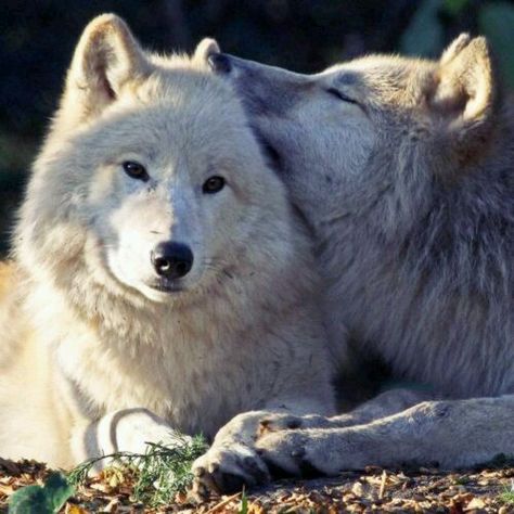 Wolf Husky, Wolf Stuff, Wolf Photos, Wolf Love, Wild Wolf, Animale Rare, Wolf Pictures, Wolf Spirit, Beautiful Wolves